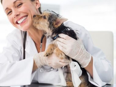 Pet/Small Animal Vet Job